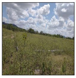 Terreno