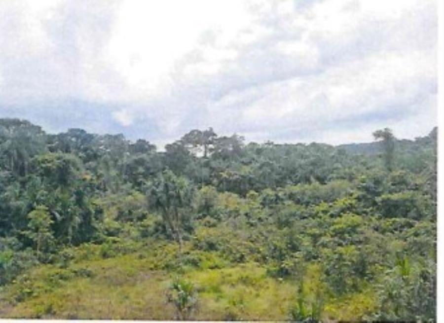 Imóvel Rural | Área de 80.3644ha | Rodovia BR-174, km 134 | Lote 114 Quadra 002/0114 | Sítio Britam - Presidente Figueiredo/AM