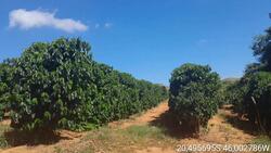 Fazenda Massarele em Piumhi-MG com área total de 95.06,00 hectares